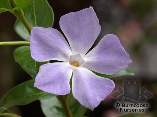 VINCA major  