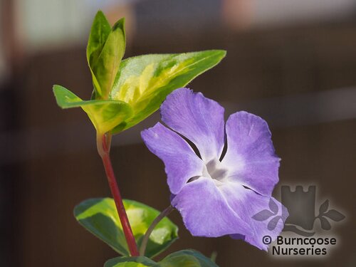 VINCA major 'Surrey Marble' 