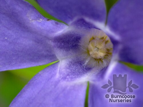 VINCA minor  
