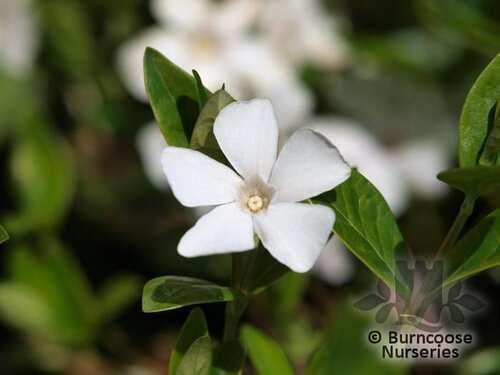 VINCA minor 'Alba' 