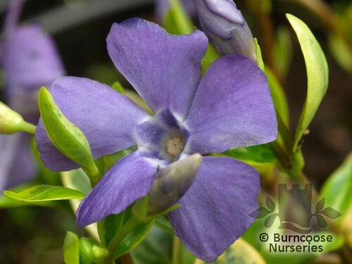 VINCA minor 'Argenteovariegata' 