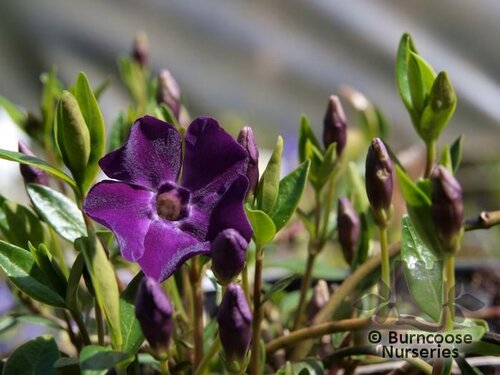 VINCA minor 'Atropurpurea' 
