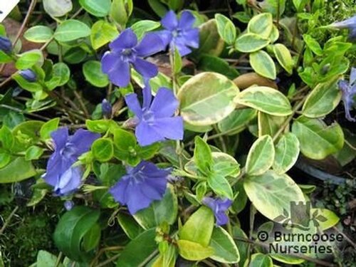 VINCA minor 'Aureovariegata' 