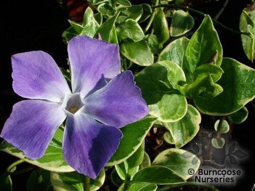 VINCA minor 'Bowles Variety' 