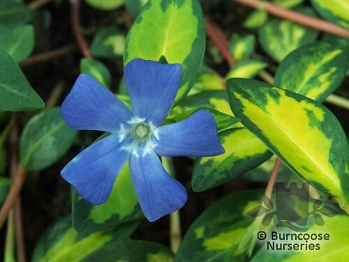 VINCA minor 'Illumination' 