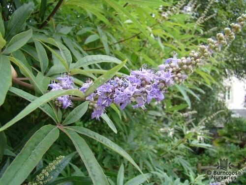 VITEX   