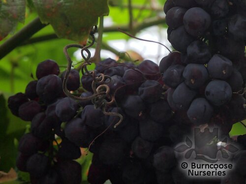 VITIS 'Black Alicante'  