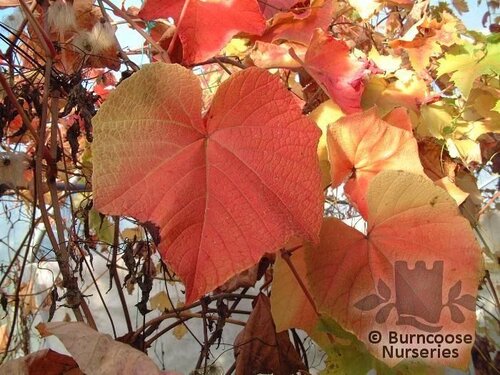 VITIS   