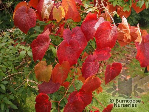 VITIS coignetiae  