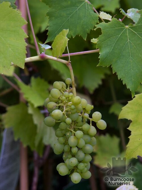 VITIS 'Muscat of Alexandria'  
