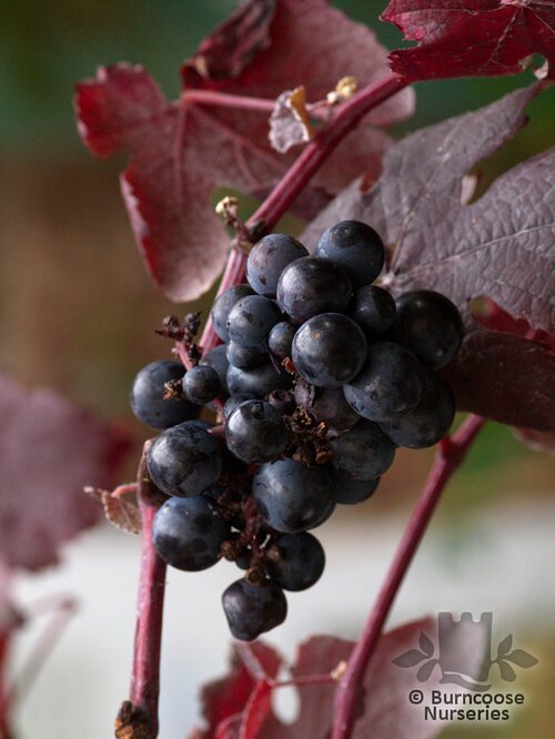 VITIS vinifera 'Purpurea' 