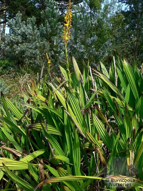 WACHENDORFIA thyrsiflora  