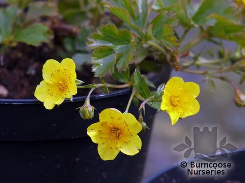 WALDSTEINIA   