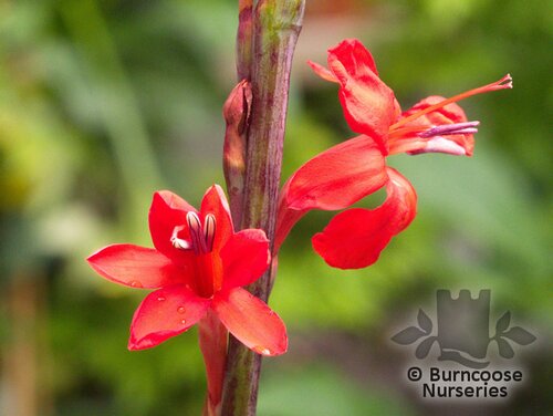 WATSONIA pillansii  
