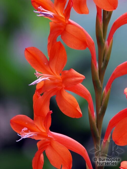 WATSONIA   