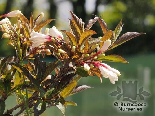 WEIGELA 'Black and White'  