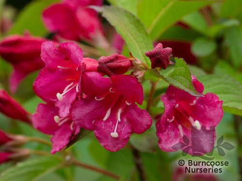 WEIGELA   