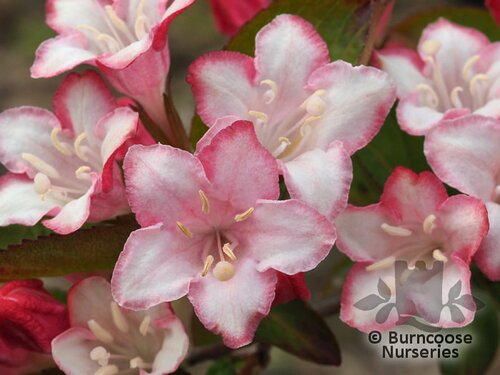 WEIGELA 'Carnaval'  