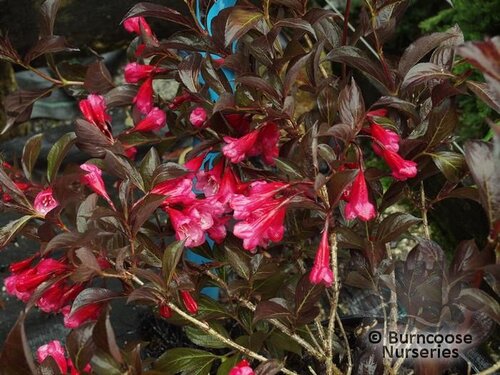WEIGELA florida 'Alexandra' 