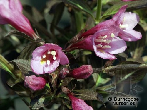 WEIGELA florida 'Foliis Purpureis' 