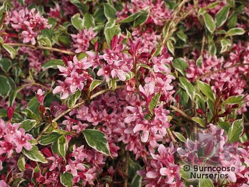 WEIGELA florida 'Variegata' 