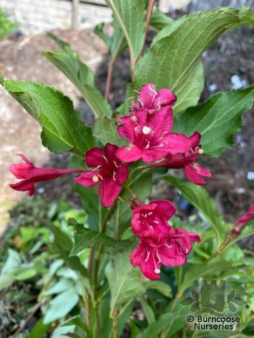 WEIGELA 'Red Prince'  
