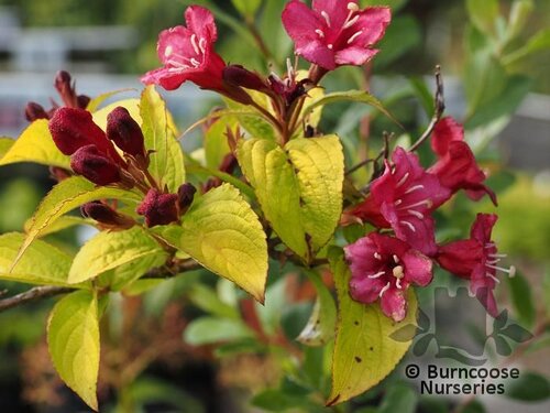WEIGELA 'Rubidor'  