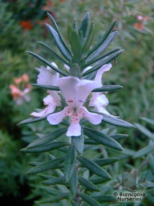 WESTRINGIA   