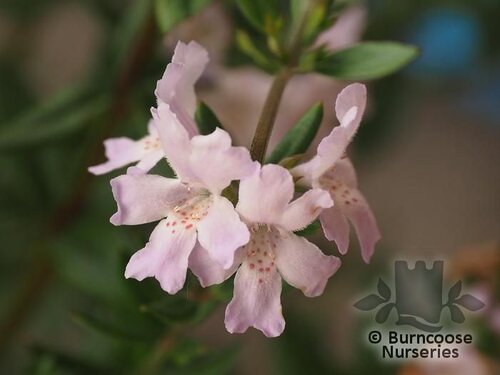 WESTRINGIA 'Wynyabbie Gem'  