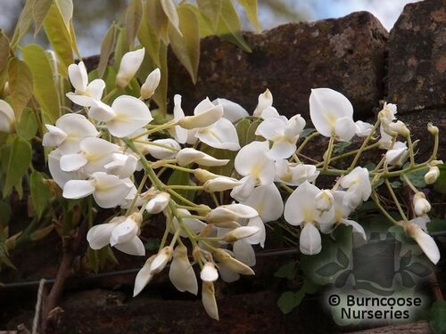 Wisteria Brachybotrys 'Shiro-kapitan'
