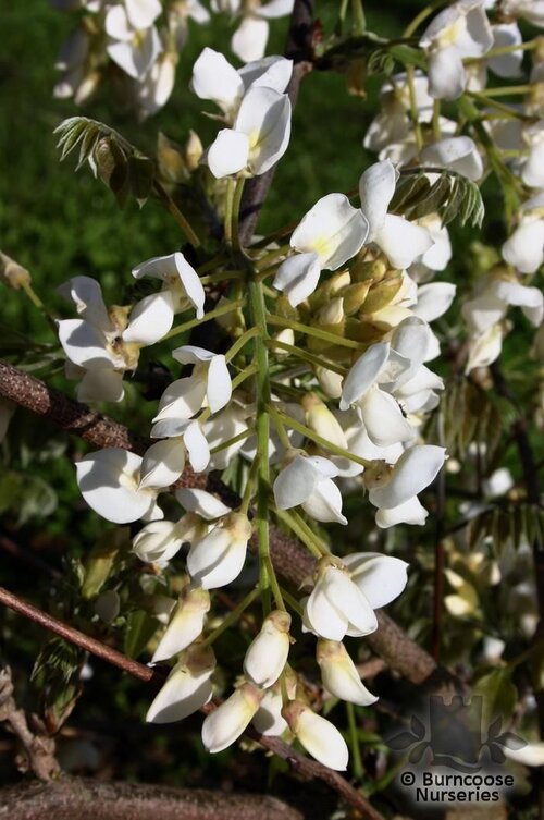 WISTERIA   