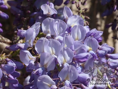 WISTERIA floribunda 'Cascade' 