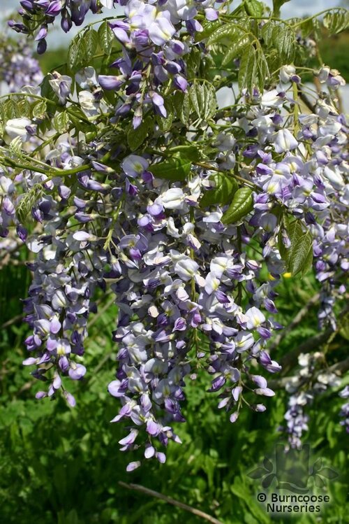 WISTERIA floribunda 'Domino' 