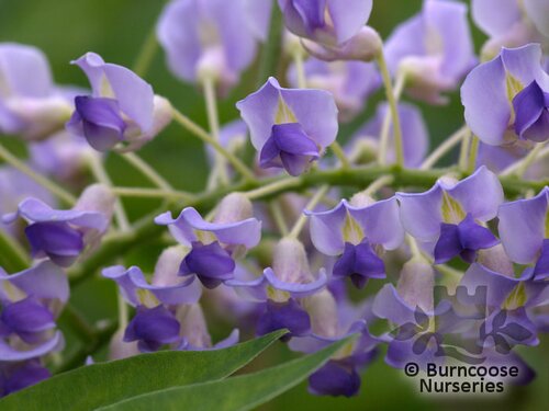 Wisteria Floribunda 'Lawrence'