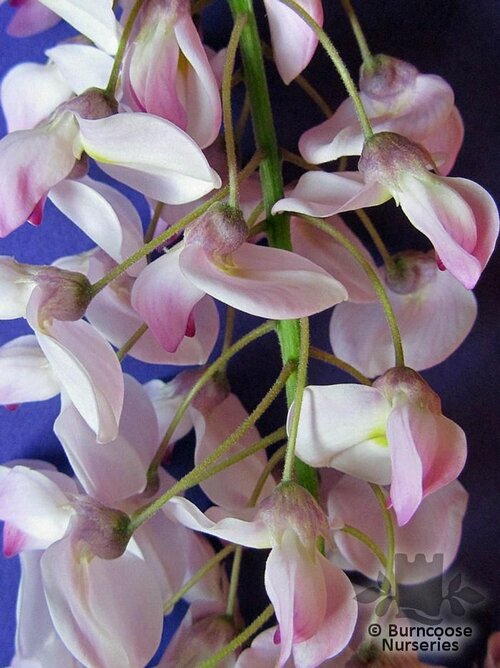 WISTERIA floribunda 'Lipstick' 