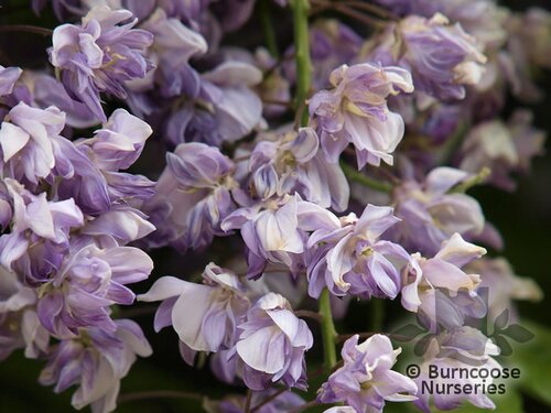 WISTERIA floribunda 'Macrobotrys' 