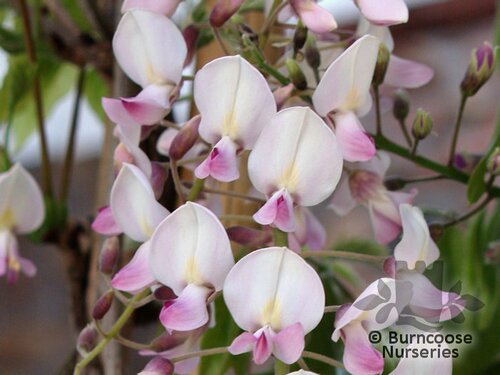 WISTERIA floribunda 'Rosea' 