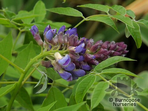 WISTERIA frutescens 'Amethyst Falls' 