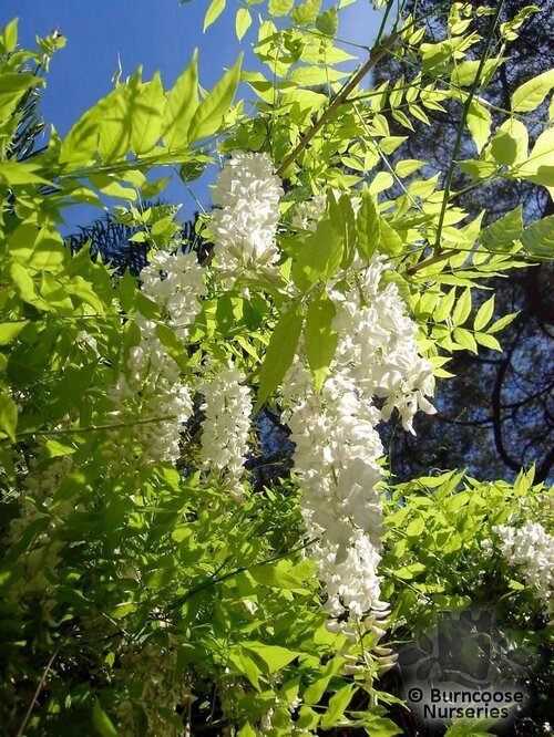 WISTERIA sinensis 'Alba' 