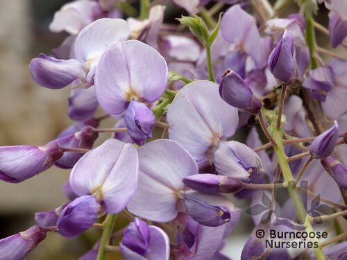 WISTERIA sinensis 'Amethyst' 