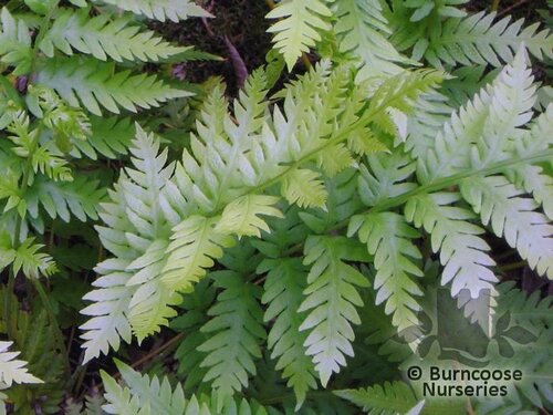 HARDY FERNS Woodwardia fimbriata 