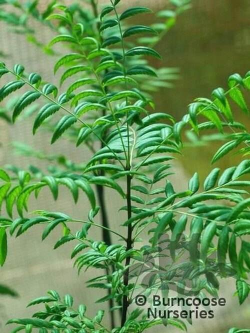 XANTHOCERAS sorbifolium  