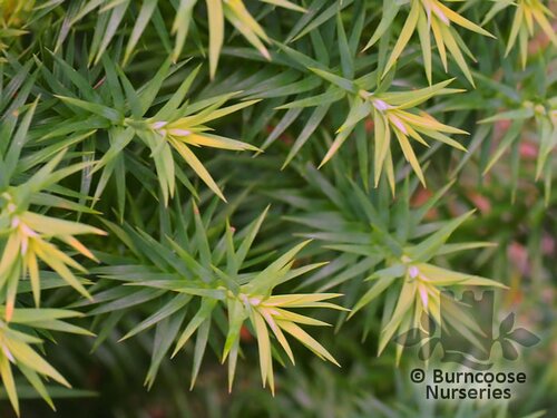 XANTHOCYPARIS vietnamensis  