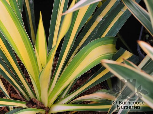 YUCCA filamentosa 'Color Guard' 