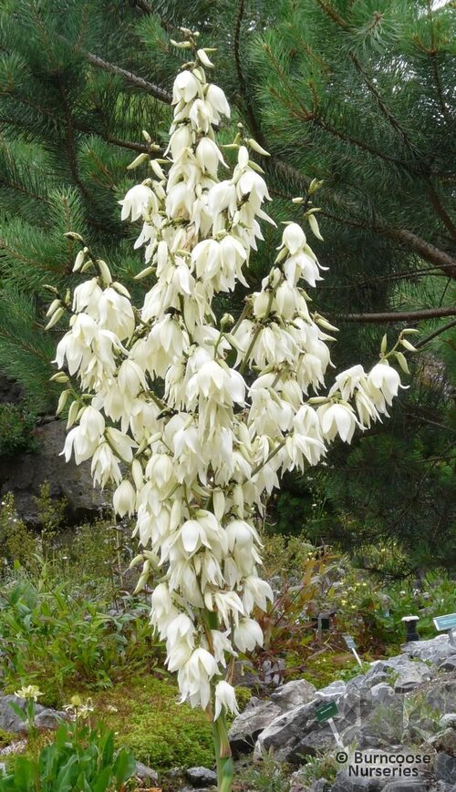 YUCCA filamentosa  