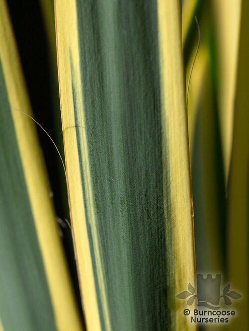 YUCCA filamentosa 'Bright Edge' 