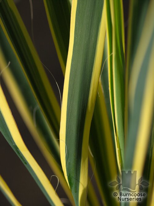 YUCCA   