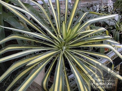 YUCCA flaccida 'Golden Sword' 