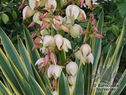 YUCCA gloriosa 'Variegata' 