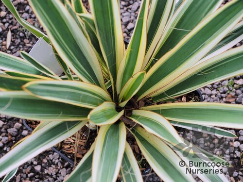 YUCCA flaccida 'Ivory' 
